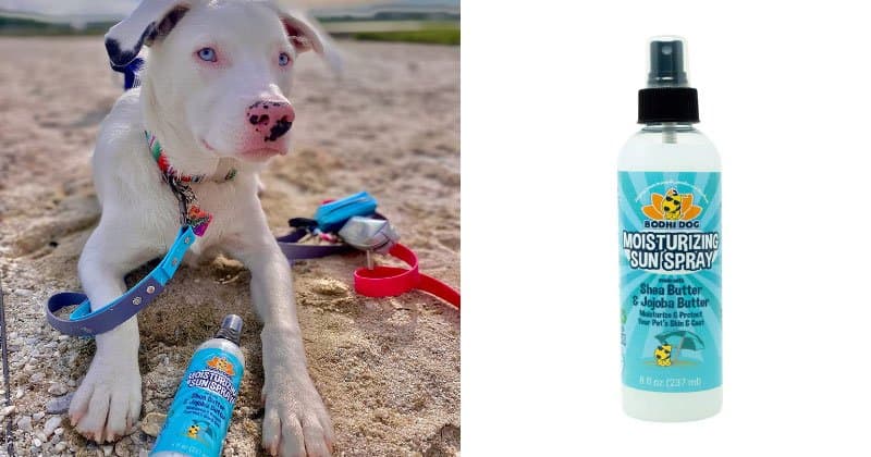 Bodhi Dog Sunscreen