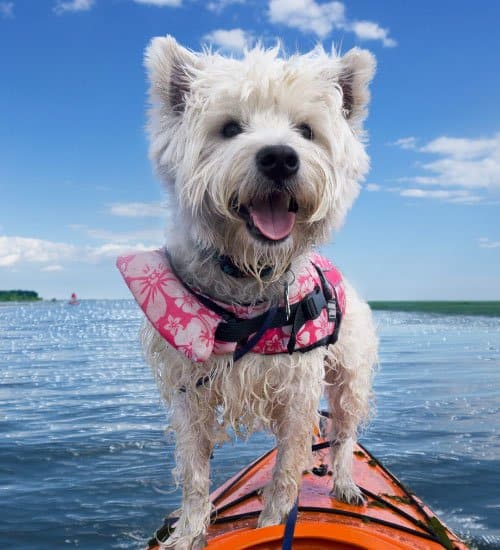 Dog Kayaking