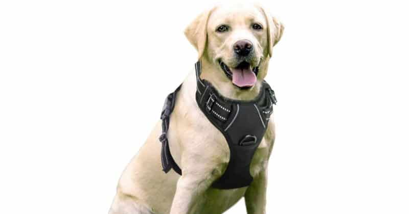 Rabbitgoo Dog Harness