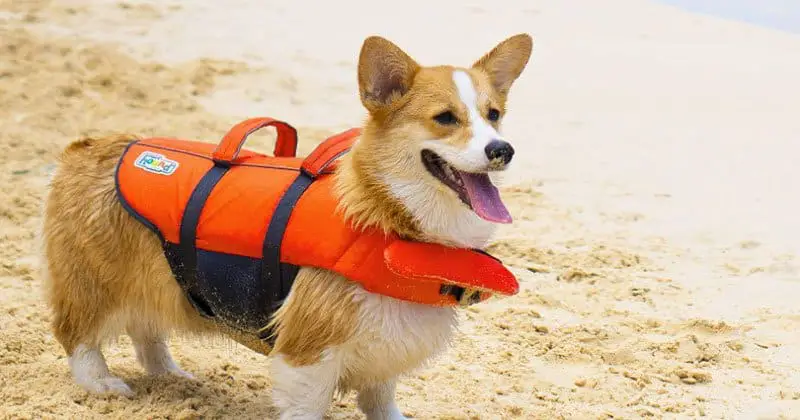 outward hound dog life jacket